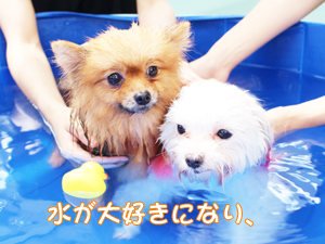 ドッグランでモデル犬とプール♪～1日目～